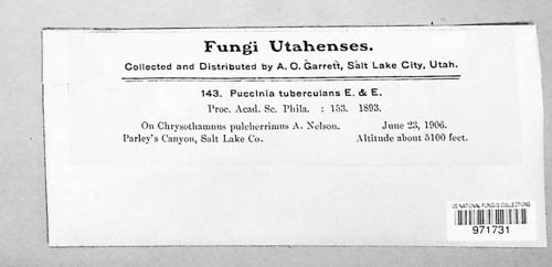 Puccinia tuberculans image